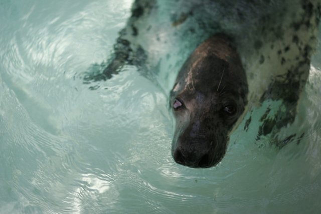 Graceful Seal Swimming in the Water