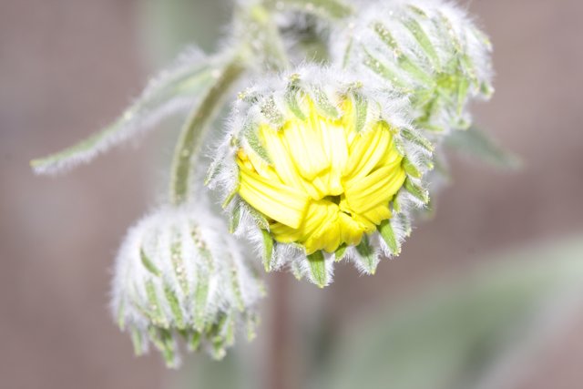 Yellow Chrysanthemum in the Cold