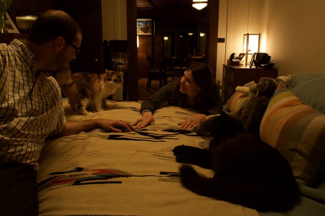 Couple and Cats Share a Cozy Evening at Home