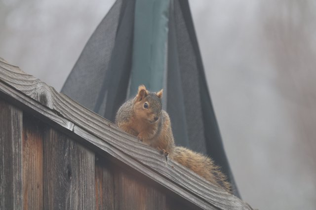 Curious Fox Squirrel Perched on Weathered Fence