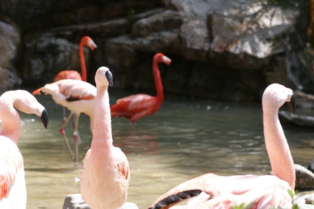 Flamingo Flock at the Zoo