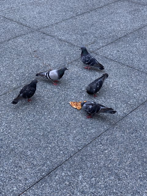 Pizza Party for Pigeons