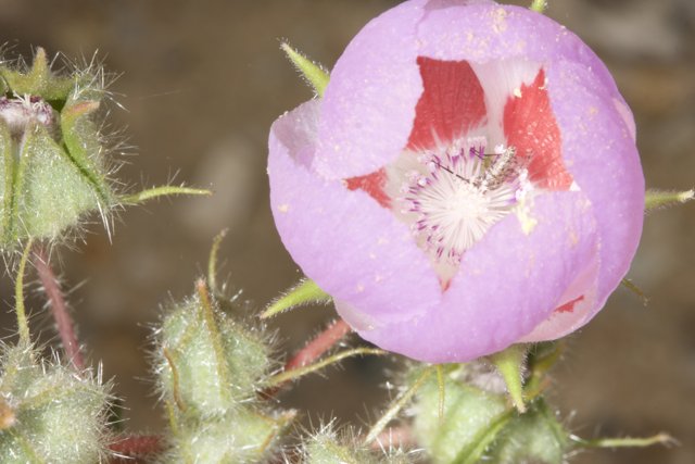 Geranium Blossom in the Desert