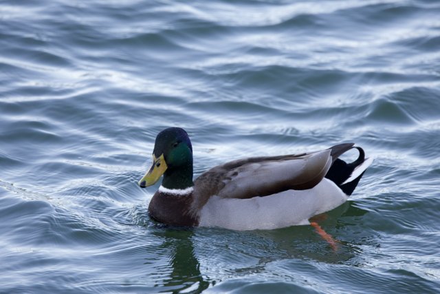 The Graceful Swim of the Teal Duck