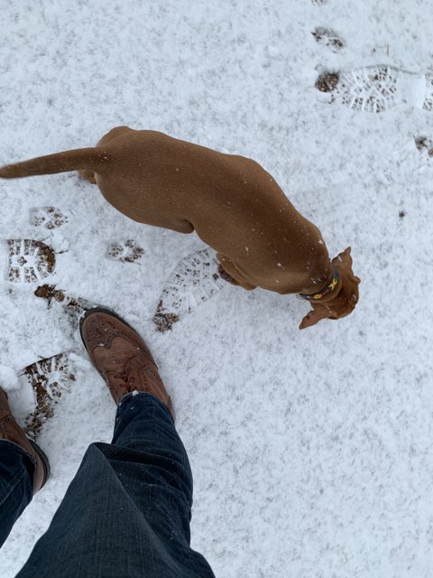A snowy day with man's best friend