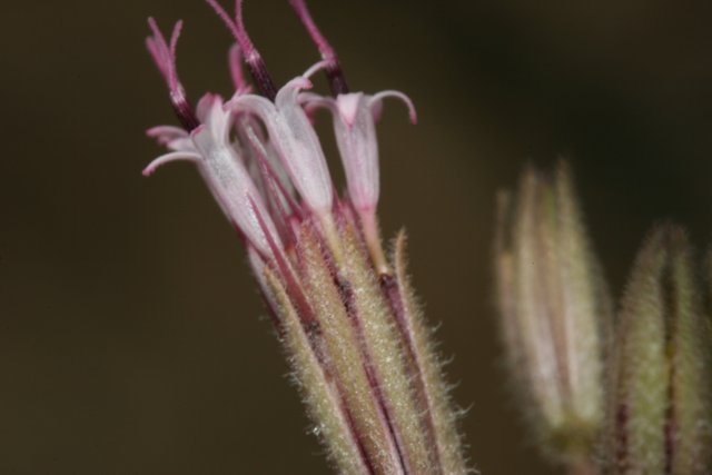 Up Close and Personal with a Desert Flower