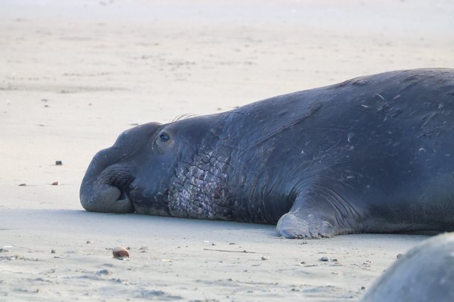 Resting Elephant Seal on Drakes Beach at Dusk