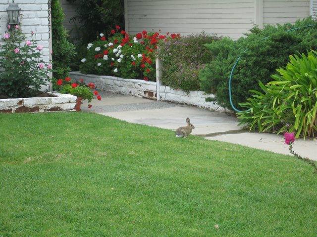 Feathered Visitor on the Green Lawn