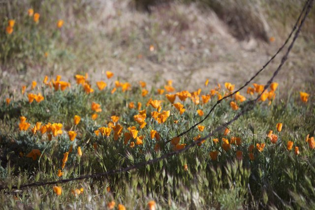Fields of California Poppies