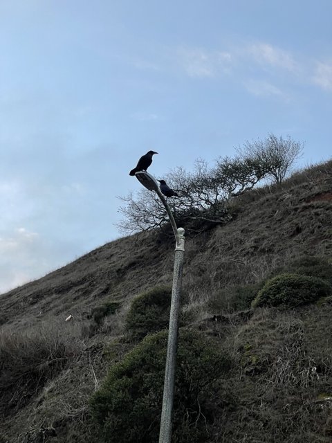 Majesty Perched on Hillslope