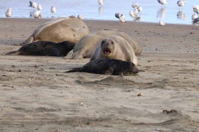 Elephant Seal Mother with Nursing Pup on Beach
