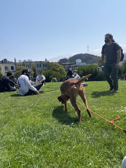 A Playful Pup in Alamo Square