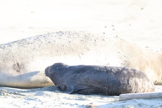 Elephant Seal Resting on Sandy Beach at Drakes Beach