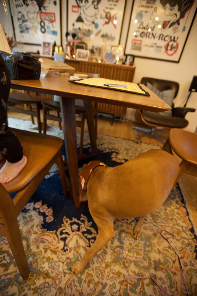 Dog Resting Under Home Office Desk at Christmas