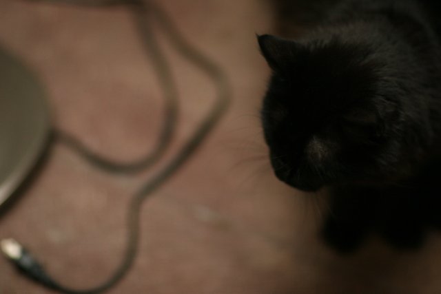 Curious Black Cat Caught Staring