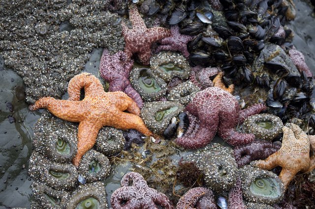 Vibrant Ochre Sea Stars Clustered in Pacific Tide Pool