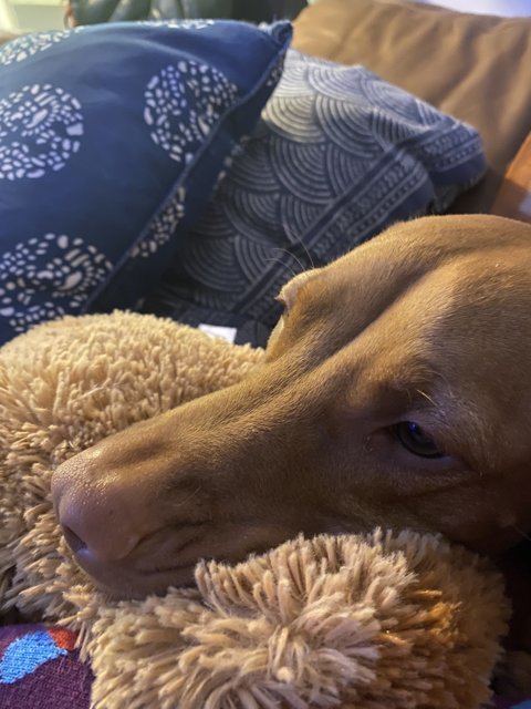 Comfortable Canine on Cozy Cushion