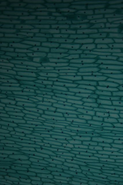 Pore-some Texture of a Turquoise Cell Wall