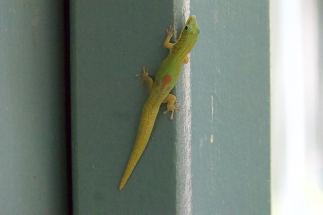 Vivid Visitor: The Gecko of Honolulu Zoo
