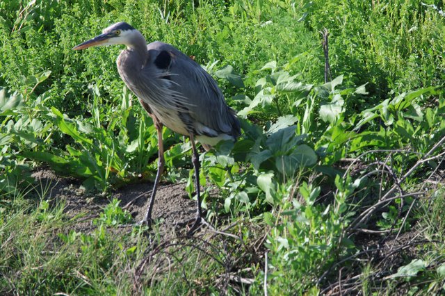 Great Blue Heron Foraging in Lush Wetland Vegetation