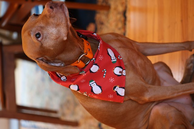 Vizsla Dog in Festive Christmas Bandana