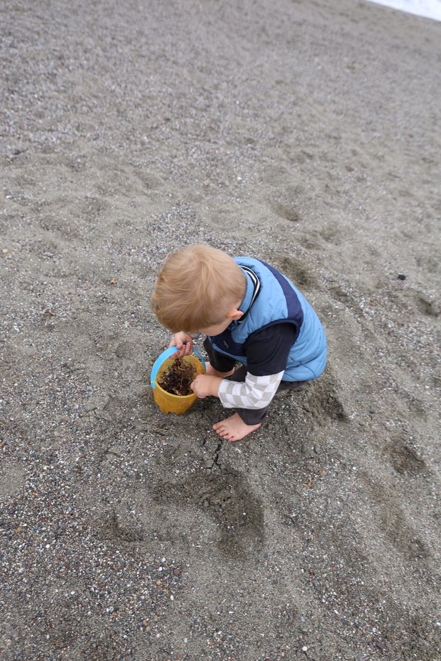 Toddler Explores Beach Treasures in a Bucket