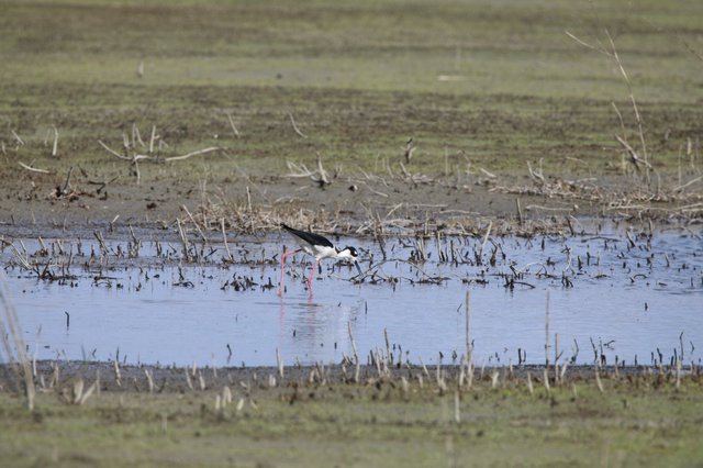 Black-necked Stilt Foraging in Shallow Wetland Waters