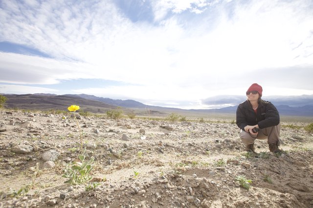 Lone Desert Bloom in the Vast Mojave Wilderness