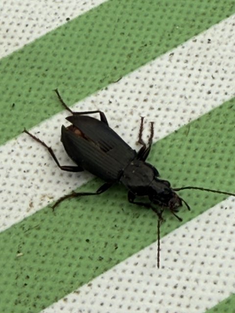 Beetle on the Move
