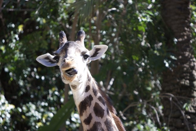 Say Ahh, Mr. Giraffe