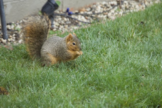 Fox Squirrel Munching Grass in Suburban Yard