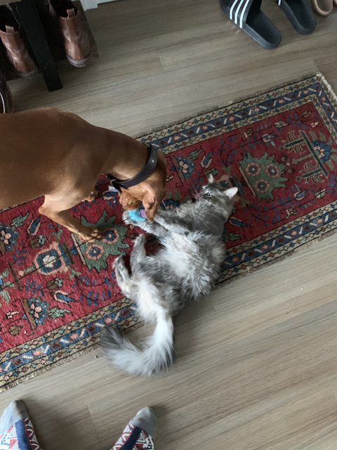 Dog and Cat Playtime on Hardwood Floor