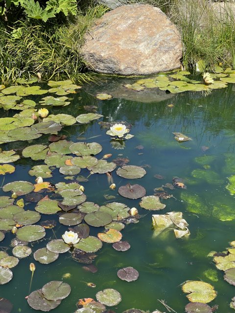 Tranquil Pond with Water Lilies and Rocks