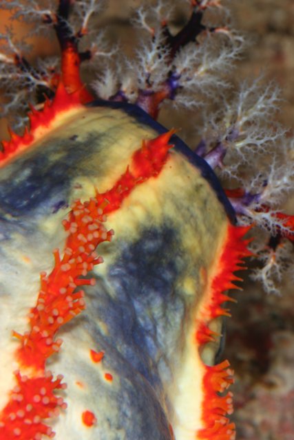 Vibrant Sea Slug in the Coral Reef