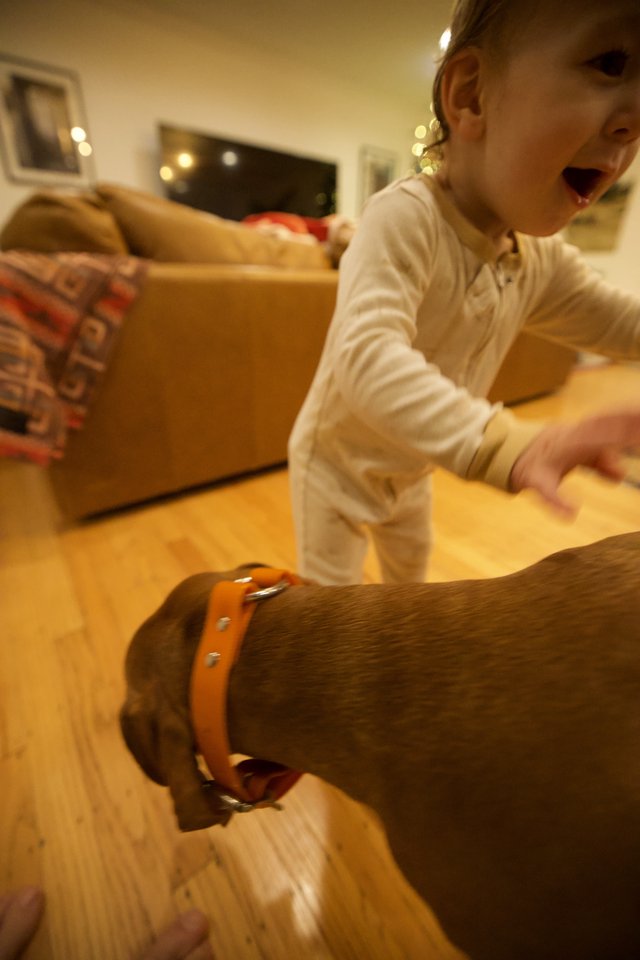 Child's Joyful Christmas Morning with Dog Companion