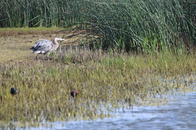 Great Blue Heron Foraging in Wetland Marsh