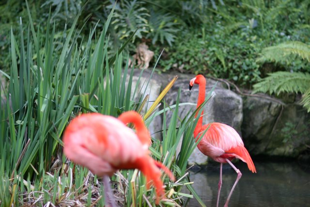 Flamingo Duo