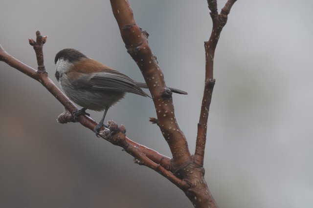Boreal Chickadee Perched on Wet Winter Branch