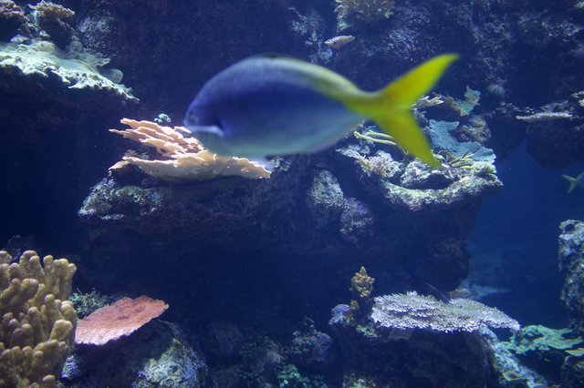 Yellowtail Fish Swimming Over Coral Reef