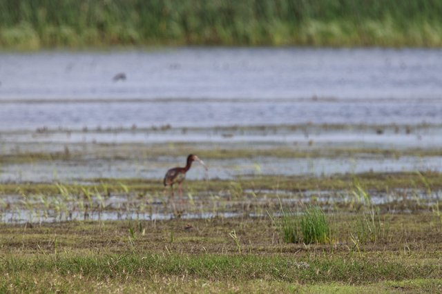 Glossy Ibis Foraging in Yolo Bypass Wetlands