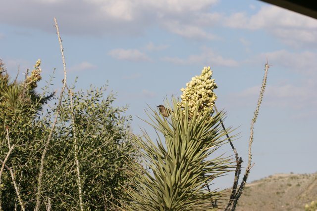 Perched on an Agave Plant