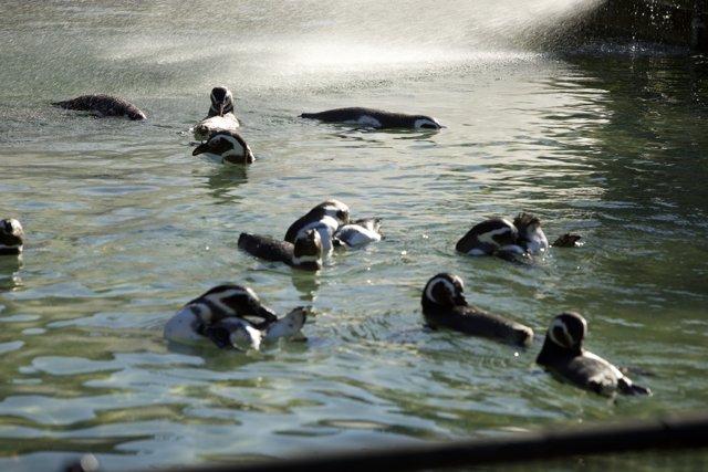 A Symphony of Penguins: SF Zoo Encounter