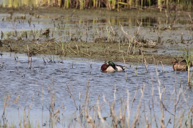Northern Shoveler Ducks Foraging in Flooded Wetland Habitat