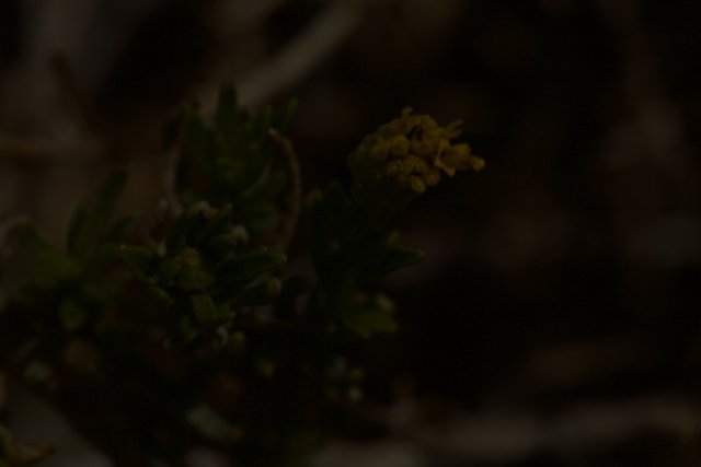 Lone Yellow Flower in the Dark