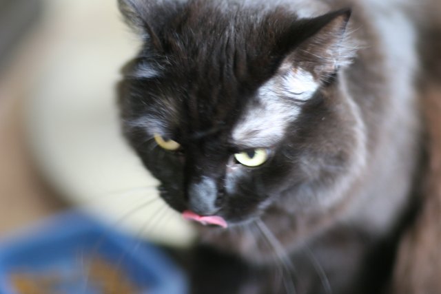 Silly Black Cat Sticking Its Tongue Out