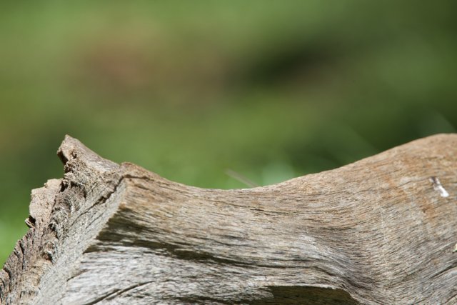 Camouflaged Curiosity at Honolulu Zoo