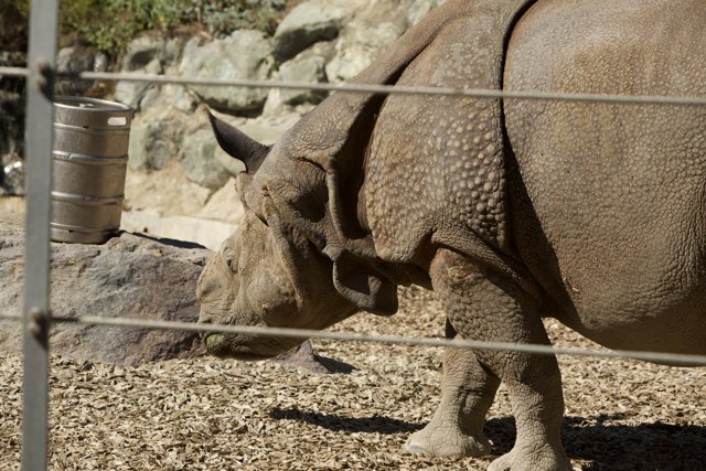 Majestic Day at the Zoo: The Rhino Encounter
