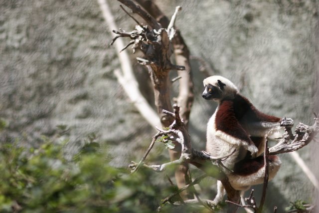 Red-ruffed Lemur in Tree