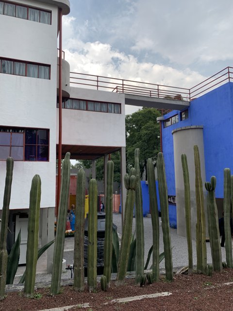 Blue and White Building with Cactus