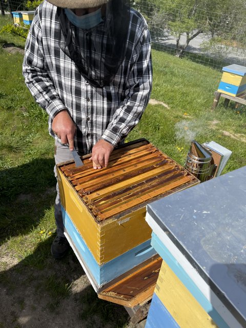 Working with Bees in Carmel